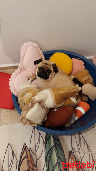 Pug, Köpek  Pars fotoğrafı
