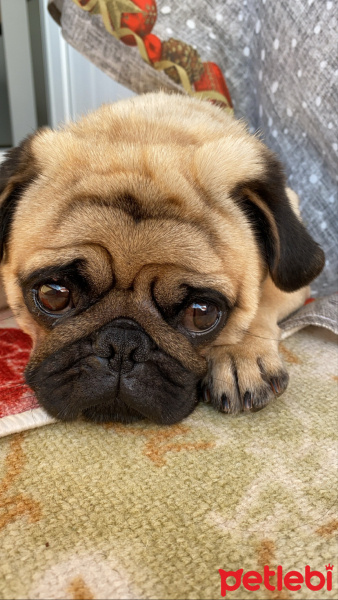 Pug, Köpek  Pars fotoğrafı