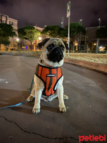 Pug, Köpek  Pars fotoğrafı