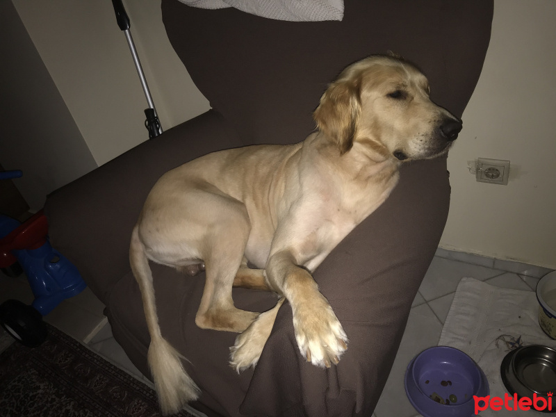 Golden Retriever, Köpek  TARÇIN fotoğrafı