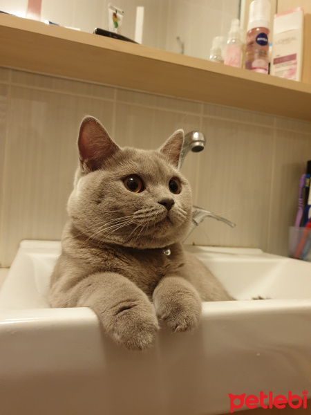 British Shorthair, Kedi  Ponçi fotoğrafı
