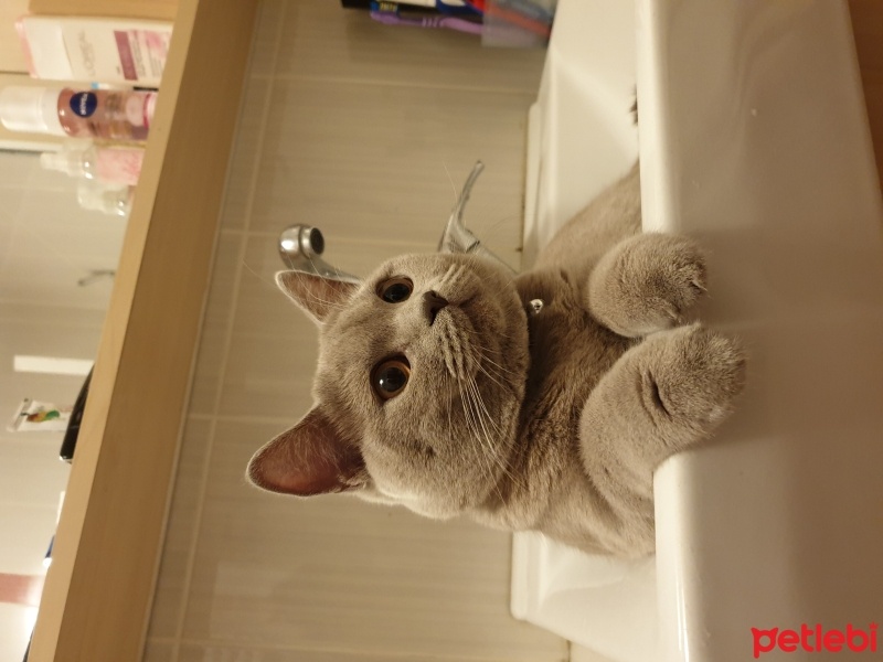 British Shorthair, Kedi  Ponçi fotoğrafı