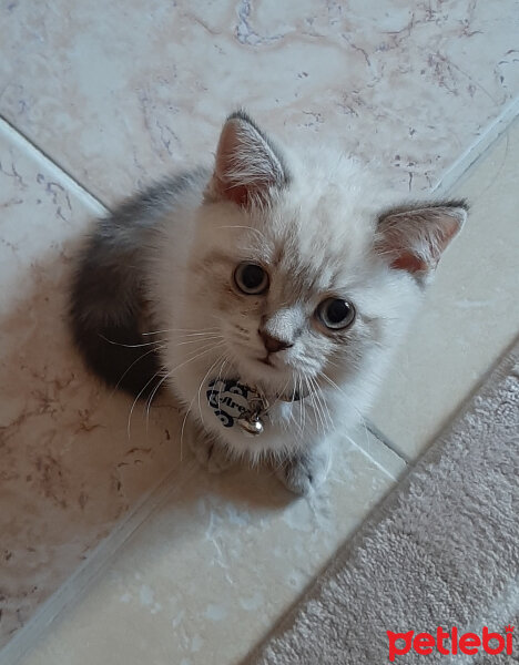 British Shorthair, Kedi  ARES fotoğrafı