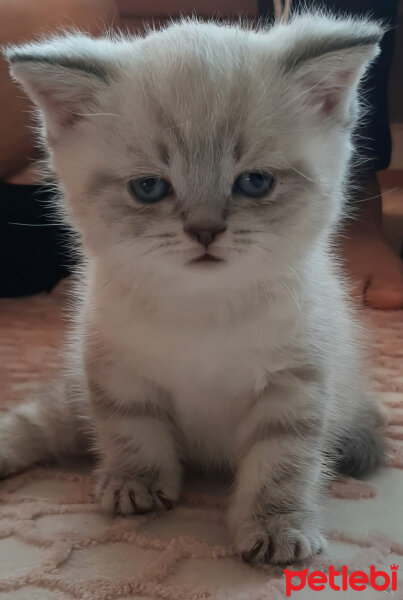 British Shorthair, Kedi  ARES fotoğrafı