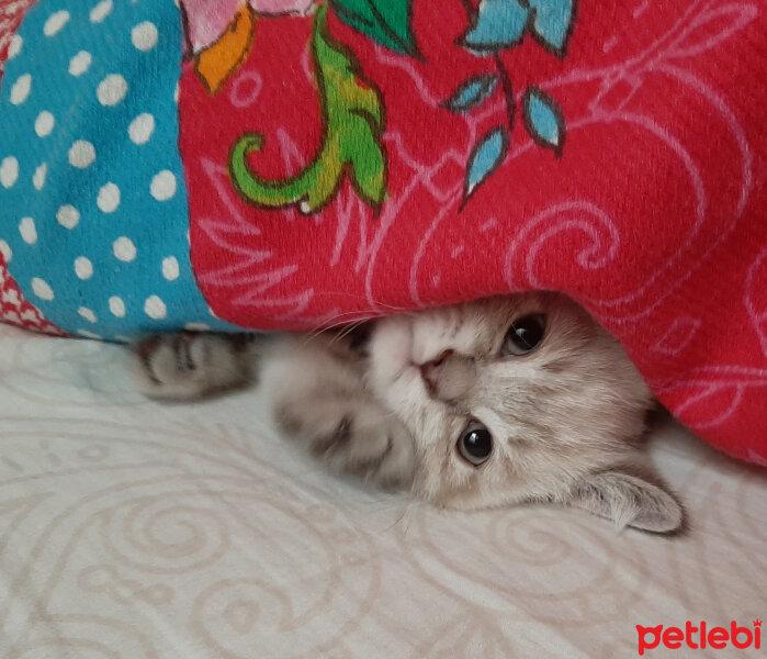 British Shorthair, Kedi  ARES fotoğrafı