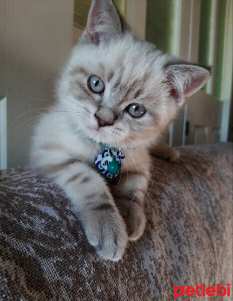 British Shorthair, Kedi  ARES fotoğrafı