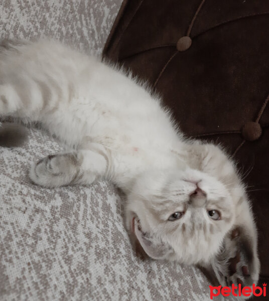 British Shorthair, Kedi  ARES fotoğrafı