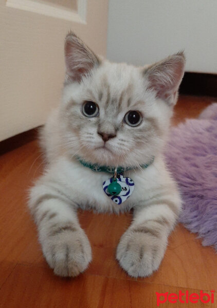 British Shorthair, Kedi  ARES fotoğrafı