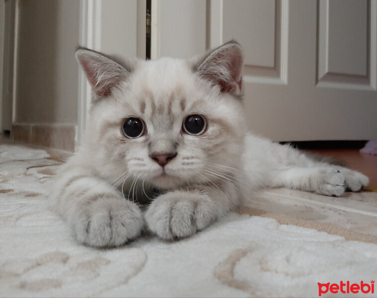 British Shorthair, Kedi  ARES fotoğrafı