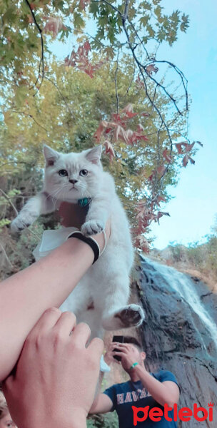 British Shorthair, Kedi  ARES fotoğrafı