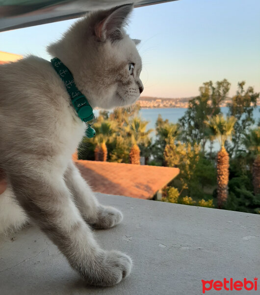 British Shorthair, Kedi  ARES fotoğrafı