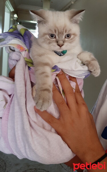 British Shorthair, Kedi  ARES fotoğrafı