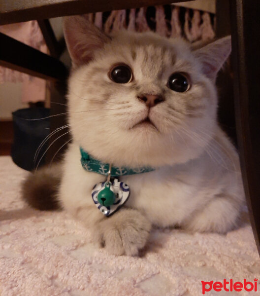 British Shorthair, Kedi  ARES fotoğrafı