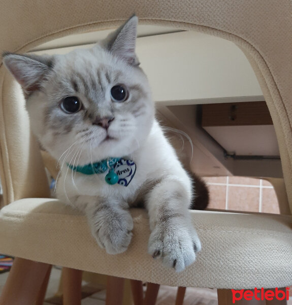 British Shorthair, Kedi  ARES fotoğrafı