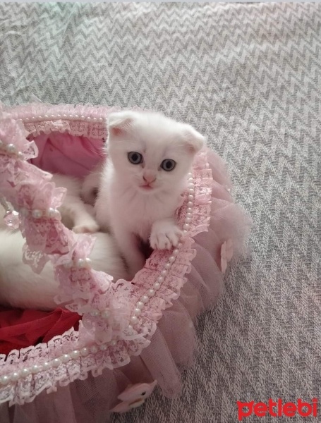 British Shorthair, Kedi  Peri fotoğrafı
