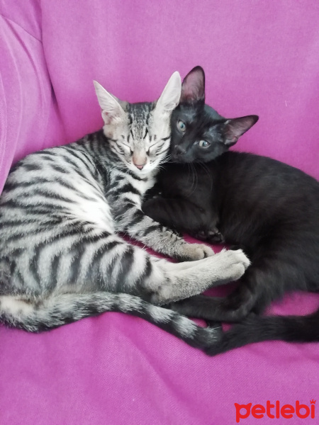 Tekir Kedi, Kedi  Marryy fotoğrafı