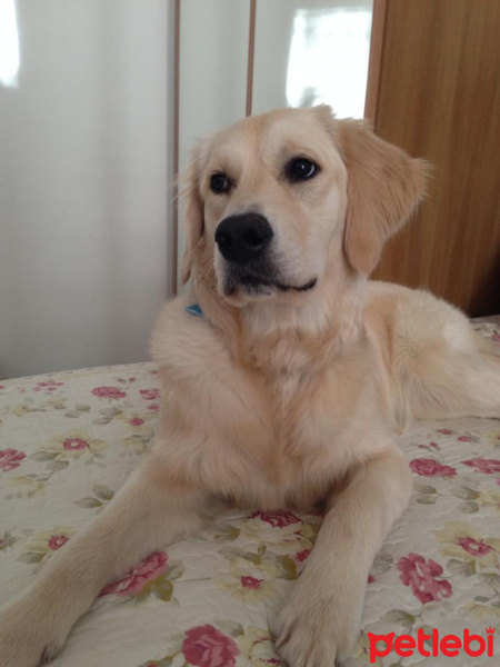 Golden Retriever, Köpek  Badem fotoğrafı