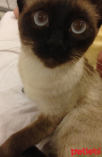 Siyam Kedisi, Kedi  Lory fotoğrafı