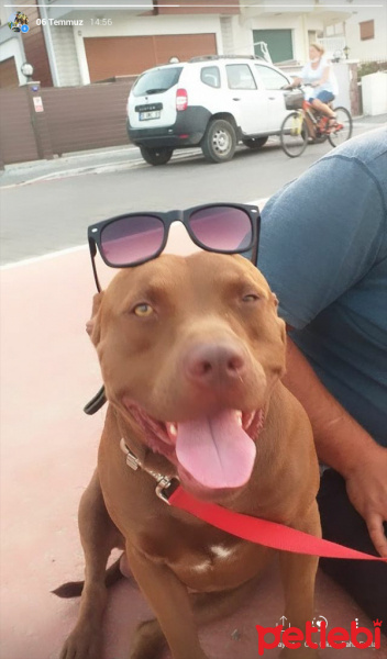 Amerikan Pitbull Terrier, Köpek  Tyson fotoğrafı