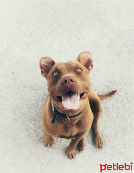 Amerikan Pitbull Terrier, Köpek  Tyson fotoğrafı