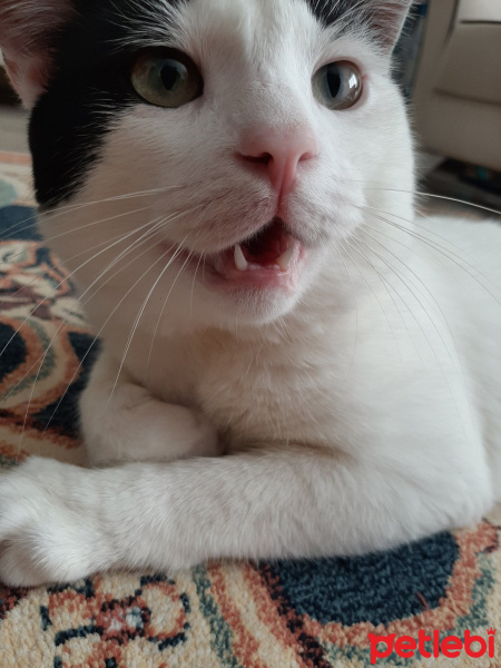 Tuxedo (Smokin) Kedi, Kedi  OSİ fotoğrafı