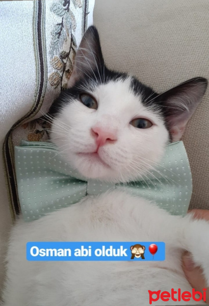 Tuxedo (Smokin) Kedi, Kedi  OSİ fotoğrafı