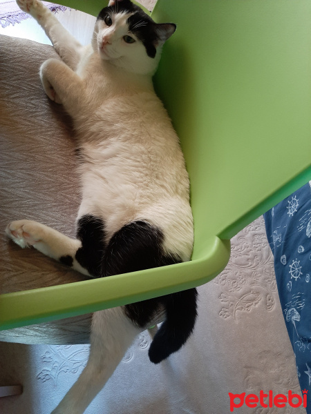 Tuxedo (Smokin) Kedi, Kedi  OSİ fotoğrafı