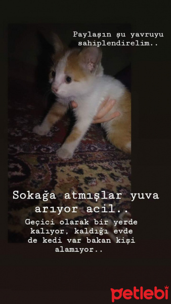 Sarman, Kedi  Polat fotoğrafı