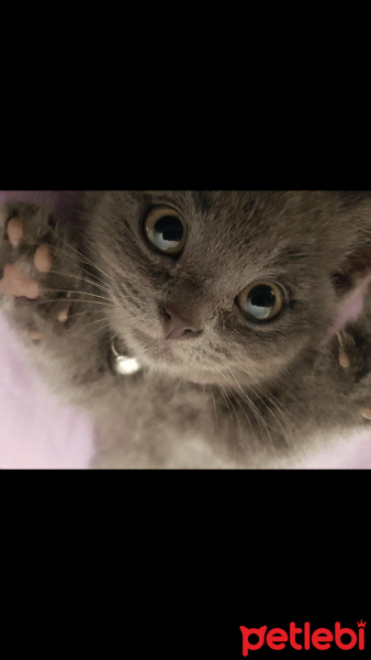 British Shorthair, Kedi  Tütsü fotoğrafı