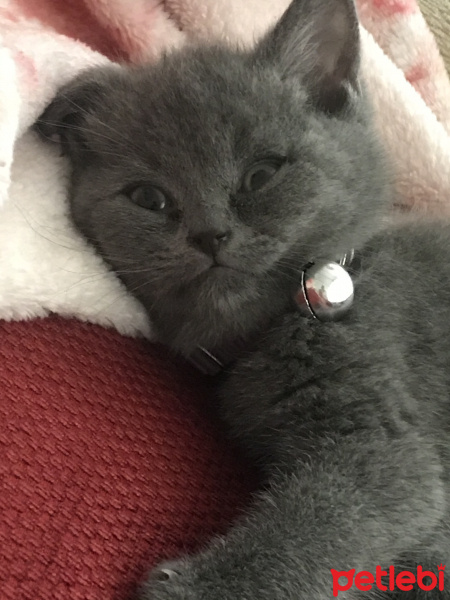 British Shorthair, Kedi  Tütsü fotoğrafı