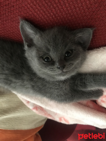 British Shorthair, Kedi  Tütsü fotoğrafı