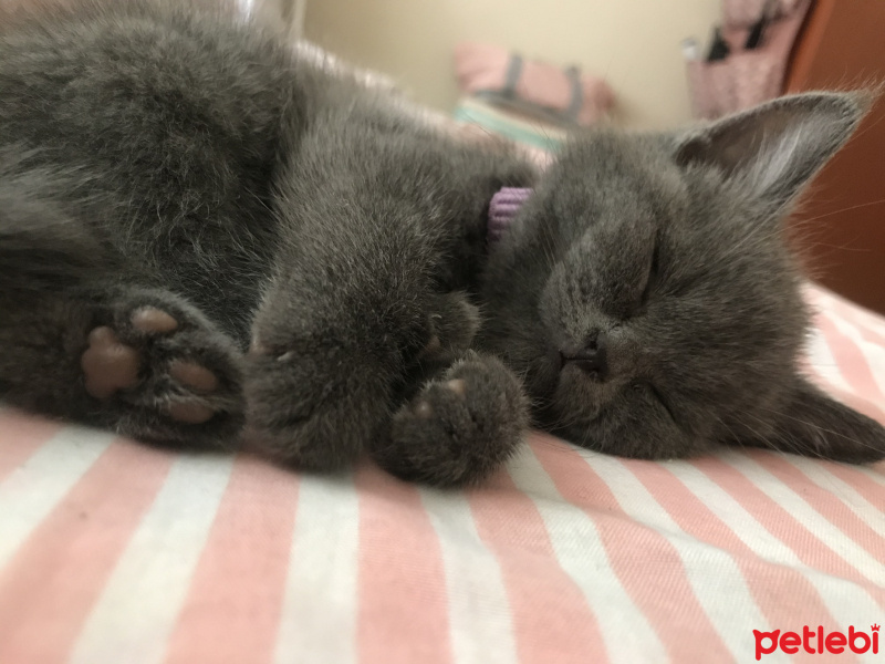 British Shorthair, Kedi  Tütsü fotoğrafı