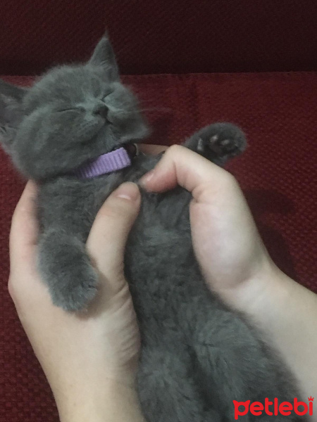British Shorthair, Kedi  Tütsü fotoğrafı
