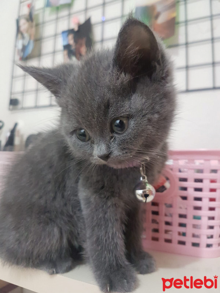 British Shorthair, Kedi  Tütsü fotoğrafı
