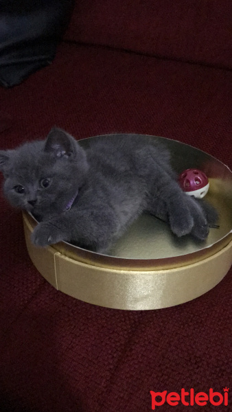 British Shorthair, Kedi  Tütsü fotoğrafı