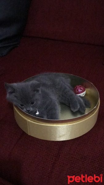 British Shorthair, Kedi  Tütsü fotoğrafı