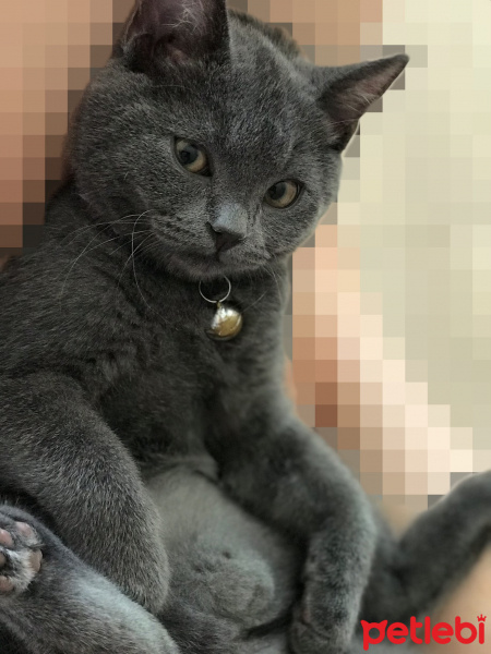British Shorthair, Kedi  Tütsü fotoğrafı