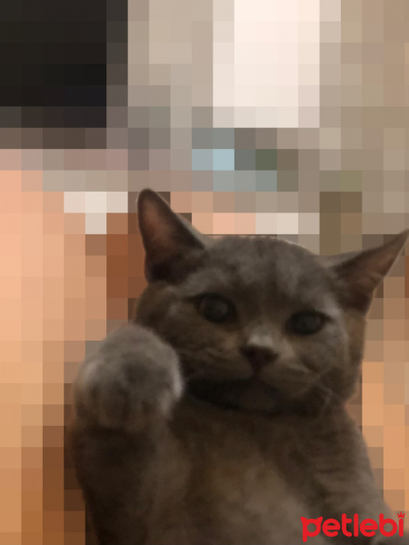 British Shorthair, Kedi  Tütsü fotoğrafı