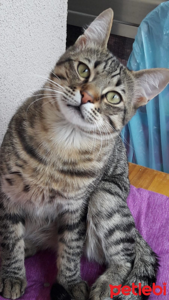 Tekir Kedi, Kedi  MİNNOŞ fotoğrafı