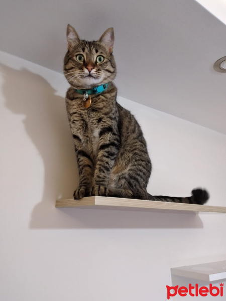 Tekir Kedi, Kedi  MİNNOŞ fotoğrafı