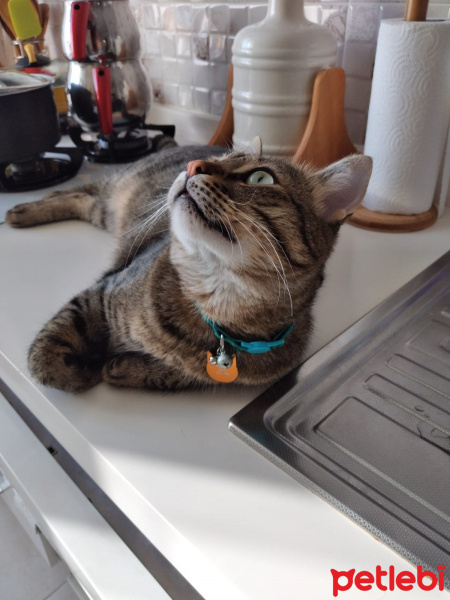 Tekir Kedi, Kedi  MİNNOŞ fotoğrafı