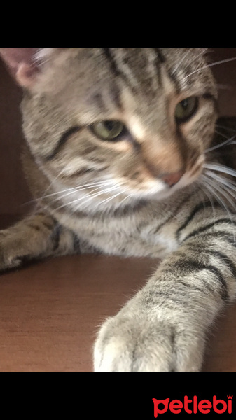 Tekir Kedi, Kedi  Yaman fotoğrafı