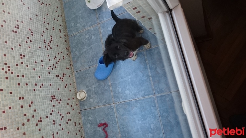 Maltese, Köpek  Boncuk fotoğrafı