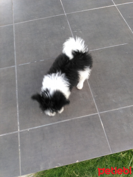 Maltese, Köpek  Nana fotoğrafı