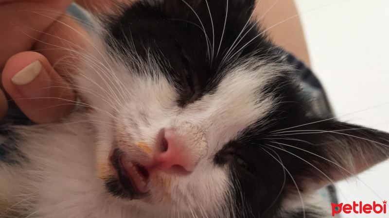 Tuxedo (Smokin) Kedi, Kedi  Mia fotoğrafı