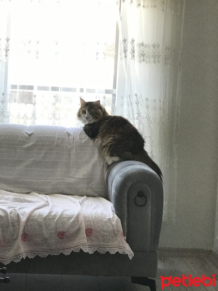 Tekir Kedi, Kedi  Miniş fotoğrafı