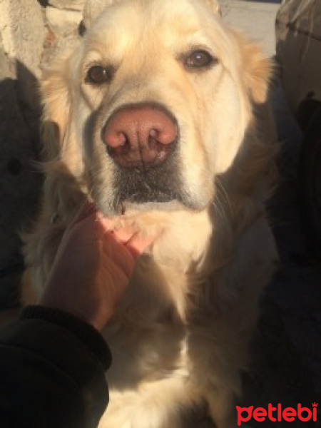 Golden Retriever, Köpek  Alex fotoğrafı