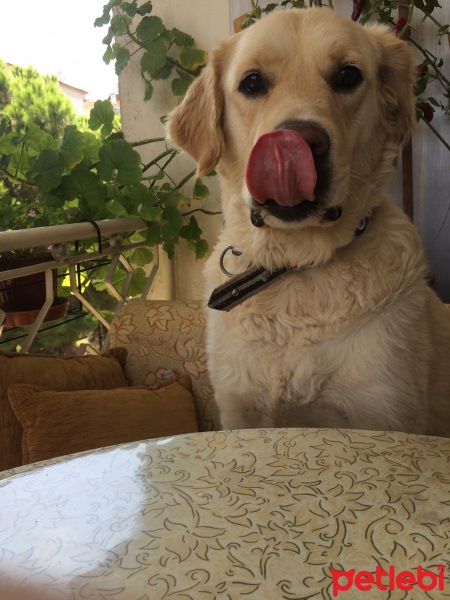 Golden Retriever, Köpek  Alex fotoğrafı