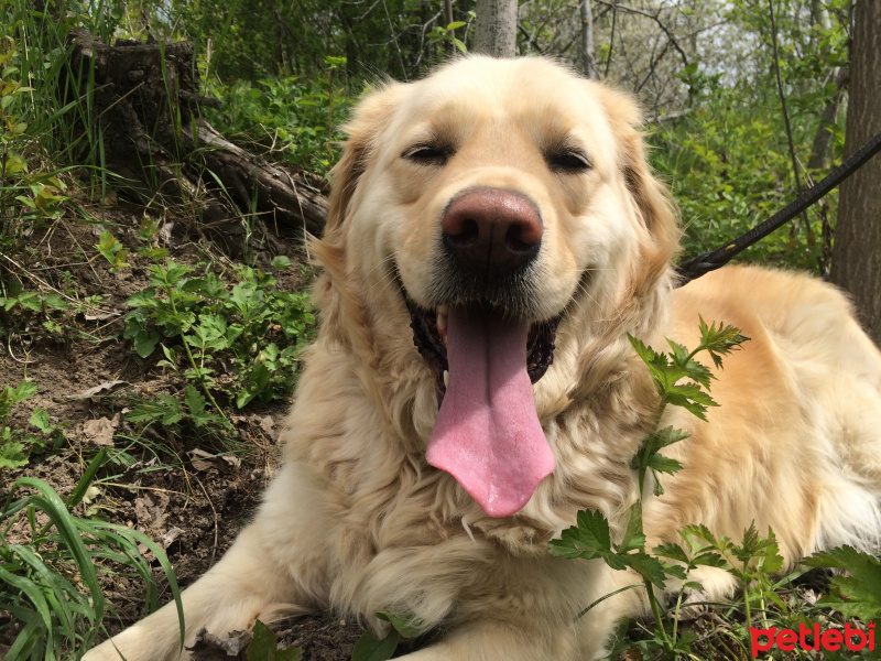 Golden Retriever, Köpek  Alex fotoğrafı