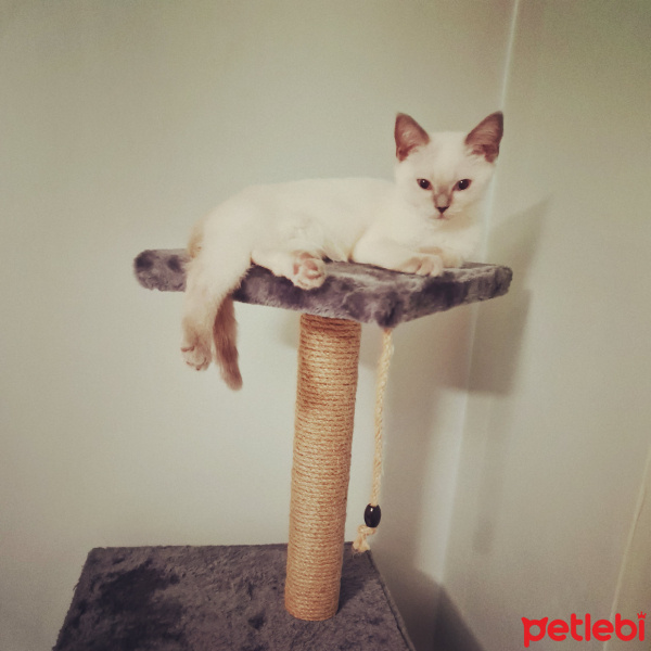 British Shorthair, Kedi  Layla fotoğrafı